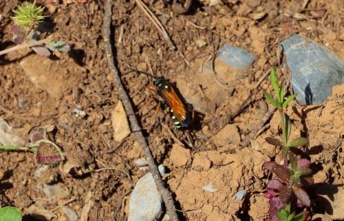 Réf. 342 080 : Cryptocheilus sp.